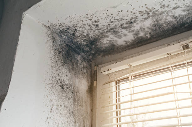 Affordable Commercial Mold Remediation solutions in Rockwood, VA