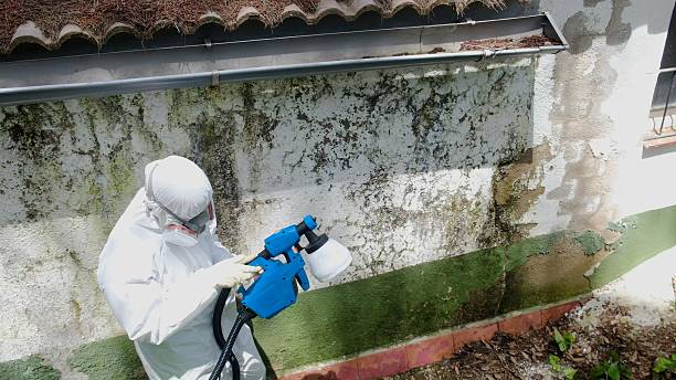 Top rated local Commercial Mold Remediation specialists in Rockwood, VA